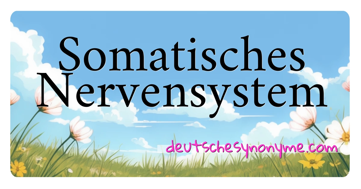 Somatisches Nervensystem Synonyme Kreuzworträtsel bedeuten Erklärung und Verwendung