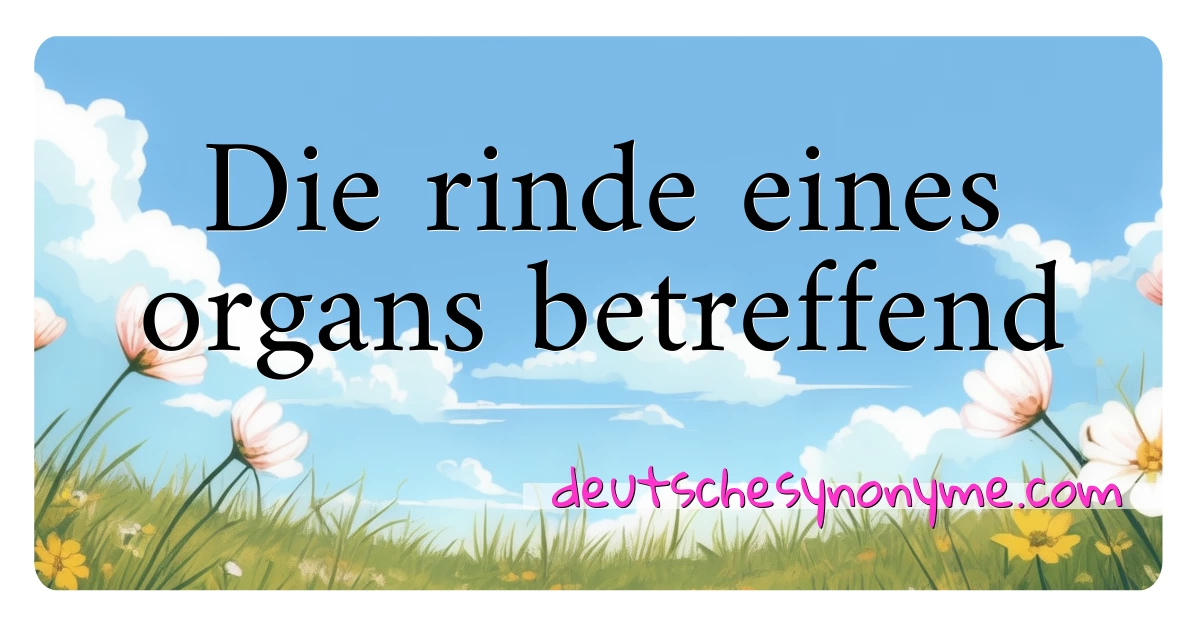 Die rinde eines organs betreffend Synonyme Kreuzworträtsel bedeuten Erklärung und Verwendung